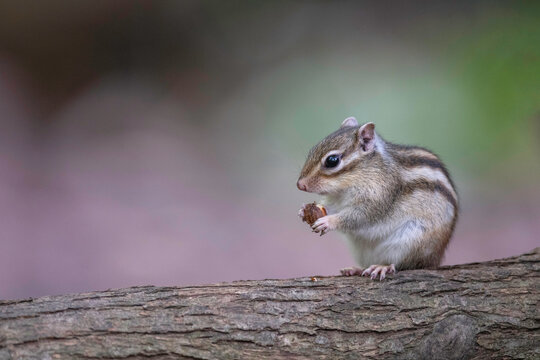 シマリス の画像 73 013 件の Stock 写真 ベクターおよびビデオ Adobe Stock
