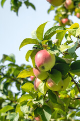 Apple tree with ripe apples in an orchard.
