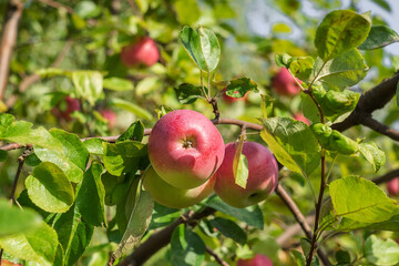 Fresh ripe red apples on a apple tree in the orchard. Harvest time.