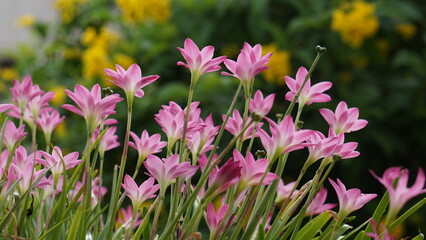 flowers in the garden