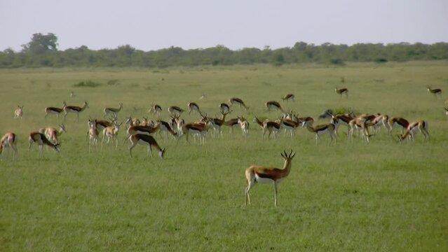 Herd of springbok grazing in grassy plain