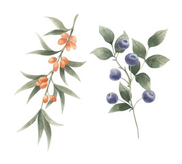 Watercolor branch with berries isolated.  Watercolor blueberries. Watercolor sea-buckthorn. Watercolor forest plant.