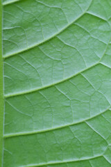 Structure of the leaves, leaf pattern background.