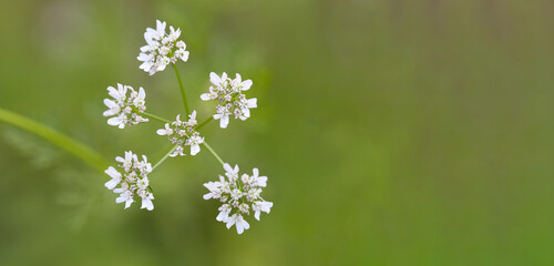 Blooming white flowers on green background of blurry leaves.