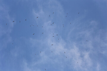 Far-mouthed bird flocks of flying gather in the sky.