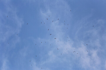 Far-mouthed bird flocks of flying gather in the sky.