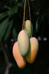 Mahachanok Mango on tree in the orchard. - 535707436