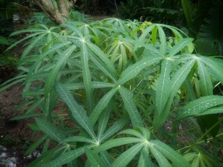 green leaves of cassava plants in the garden
