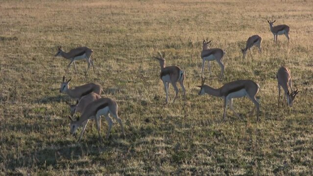 Springbocks walking on grassy plain