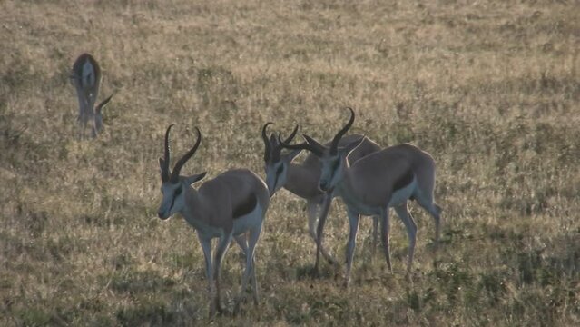 Springboks  walking in grassy savanna
