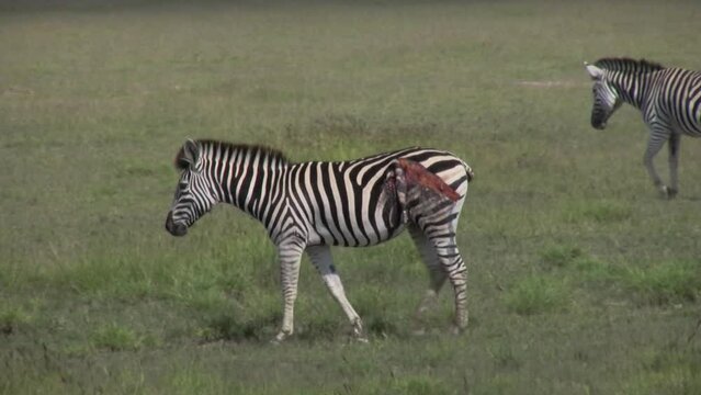 Wounded zebra walking in grassy plain