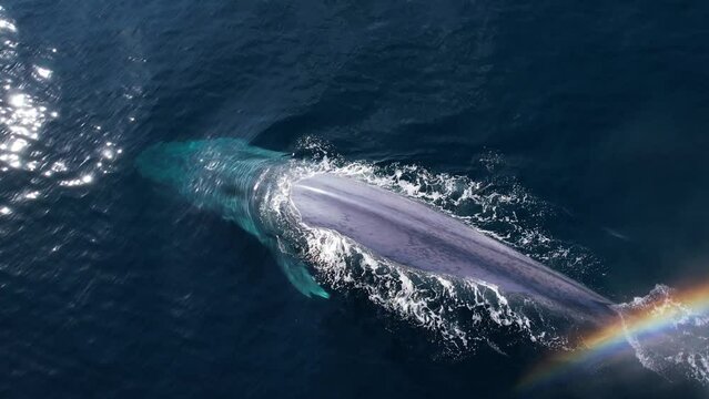 The best 4k drone footage of a Blue Whale Diving after a large breath creating a colorful rainbow as it sinks into the Pacific Ocean.