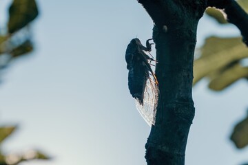 A cicada sits on a fig tree on summer, closeup shot. Singing loudly to call the female. Intense...