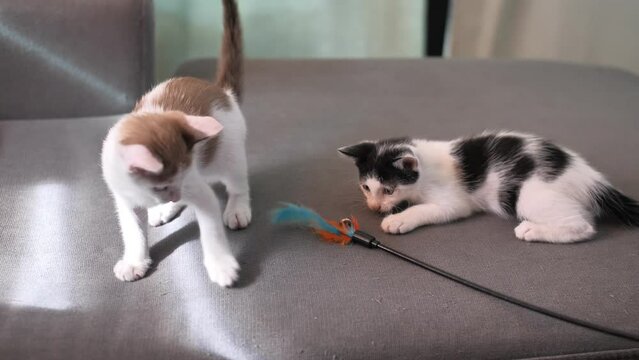 Cat owner is playing with two kittens on the sofa in home.
