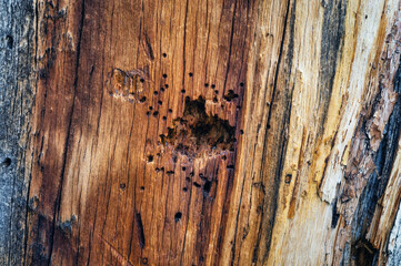 Bird beak marks on log of old stone pine.