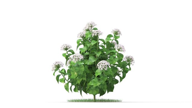 Hydrangea flower on a white background 3D animation, Flowering shrubs animate in the wind on white background with alpha matt 3D virtual tree. Separated with alpha channels