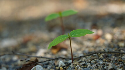 Korea, new shoots of acorn trees