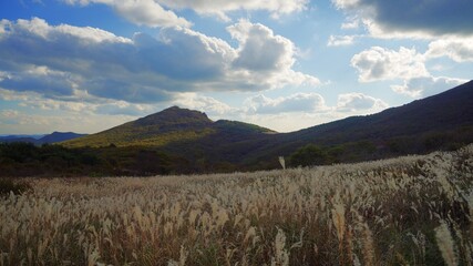 South Korea, Miryang Cheonwangsan pampas grass scenery