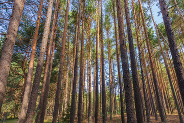 Natural landscape of a dense pine tree forest in Serranía de Cuenca, Spain