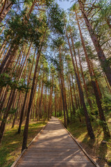 Idyllic wooden footpath among pine trees in Serranía de Cuenca, Spain