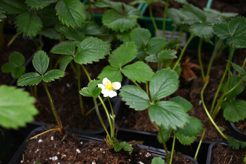 strawberry flower in a pot with earth