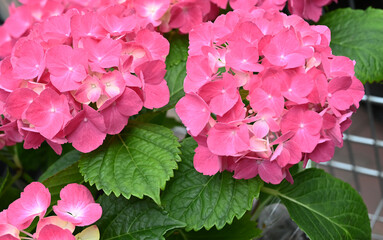 Colorful hydrangeas banner, close up. Purple blue pink hortensia flowers on counter in store.