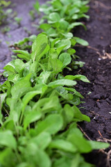 The process of growing arugula ruccola. Young arugula ruccola in the open field. Organic cultivation in the garden.