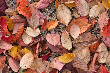 Sargent's cherry tree leaves on the ground