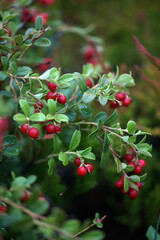 Cranberry bush, many red berries