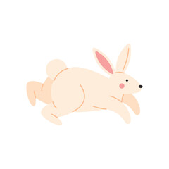 cute little rabbit running