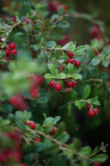 Cranberry bush, many red berries