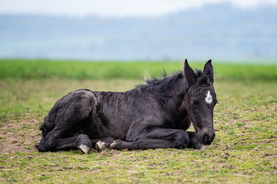 Black horse. A foal lies down on the grass