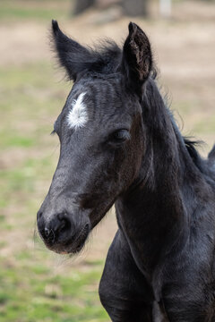 Head portrait of a black horse. Black foal with white dot.