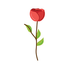 Naklejka premium red rose flower