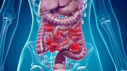 3d rendered illustration of the female abdominal organs