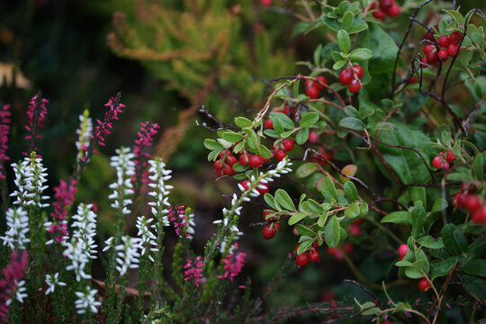 Flower bed with heather and cranberries