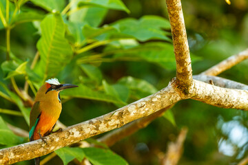 Pájaro bobo (Momotus momota) Costa Rica Monteverde