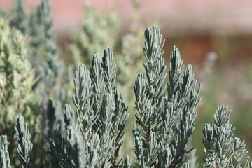 Lavandula stoechas, the Spanish lavender or topped lavender or French lavender, is a species of flowering plant in the family Lamiaceae