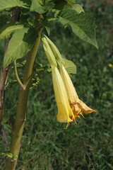 Obraz premium Brugmansia arborea, the angel's trumpet, is a species of flowering plant in the family Solanaceae