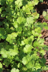 Coriander (Coriandrum sativum) is an annual herb in the family Apiaceae. It is also known as Chinese parsley, dhania, or cilantro.