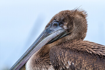 close up of pelican