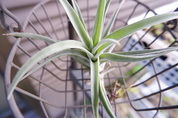 エアープランツ