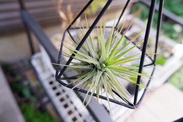 エアープランツ