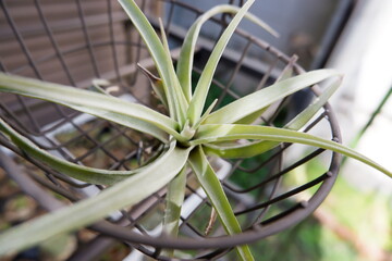 エアープランツ