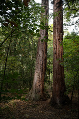 Zwei Mammutbäume in Niederösterreich