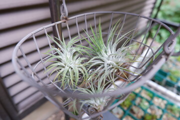 エアープランツ