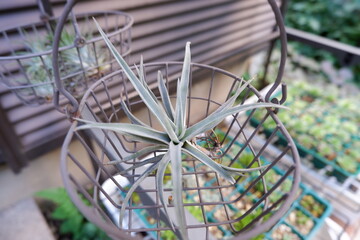 エアープランツ