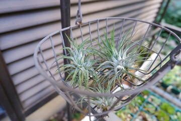 エアープランツ