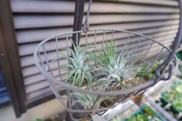 エアープランツ