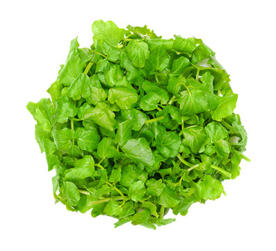 Watercress, yellowcress, from above. Fresh, raw and green leaves of Nasturtium officinale, an aquatic flowering plant with a piquant flavor. One of the oldest known leaf vegetables consumed by humans.